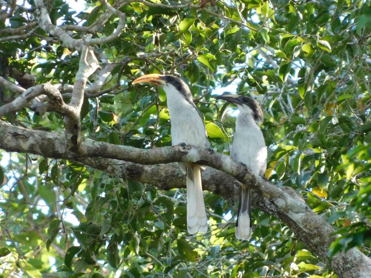 Apartamento Yala Avian Eye Safari Buttala Exterior foto